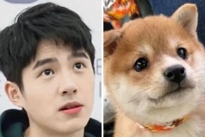 蛇系长相解析：刘浩存等明星的动物系颜值特征